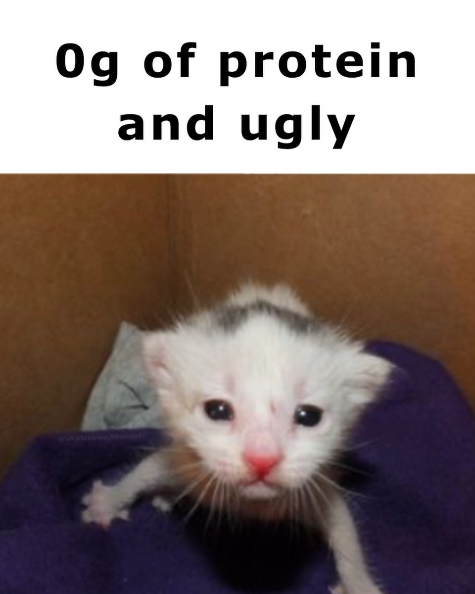 Punch Cat tweet media