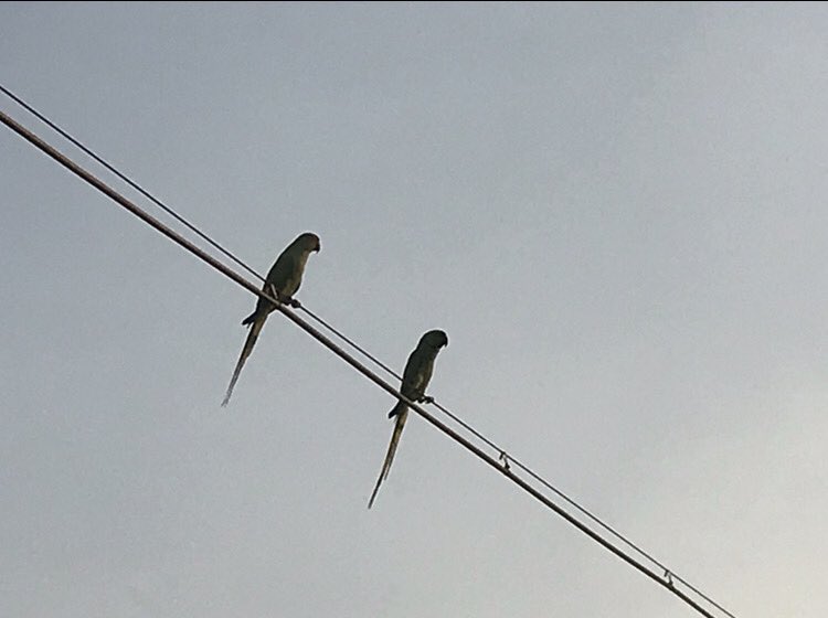 SiddhiSankalkar's tweet image. A welcoming scene
Silhouetted against the blue sky parrots green
On the terrace to enjoy an evening calm and serene
The little moments are not little, to me a lot they mean

#poetry
#RandomThoughts