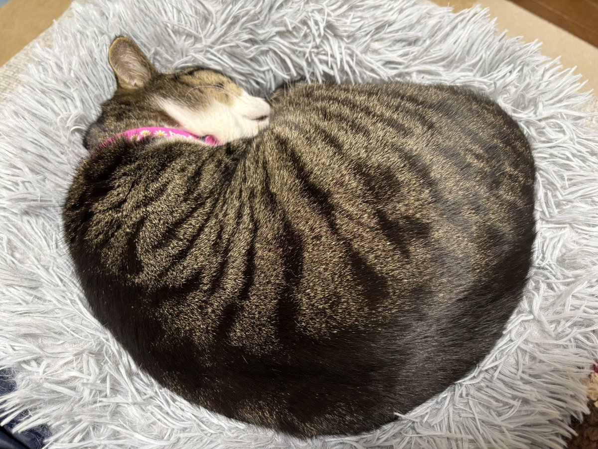 みふゆ(三冬) tweet media