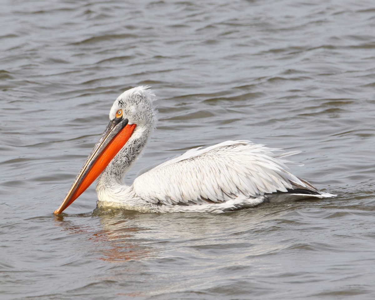 Gerard Groeneveld tweet media