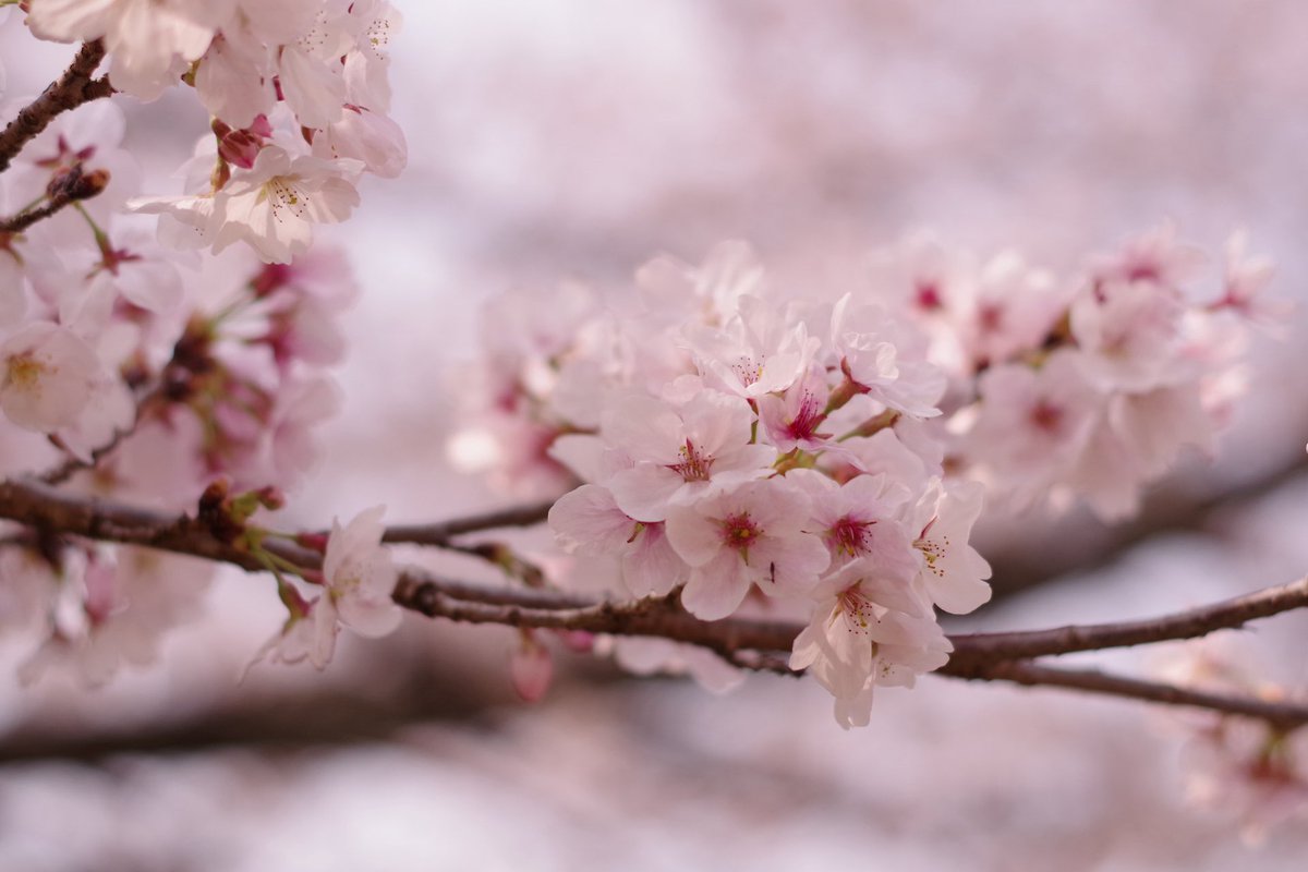 oyu_bo's tweet photo. 晴れの日のお手伝いをしてきた。
今日の写真たちが思い出になってくれたら嬉しい。 https://t.co/xeJEruzsjM