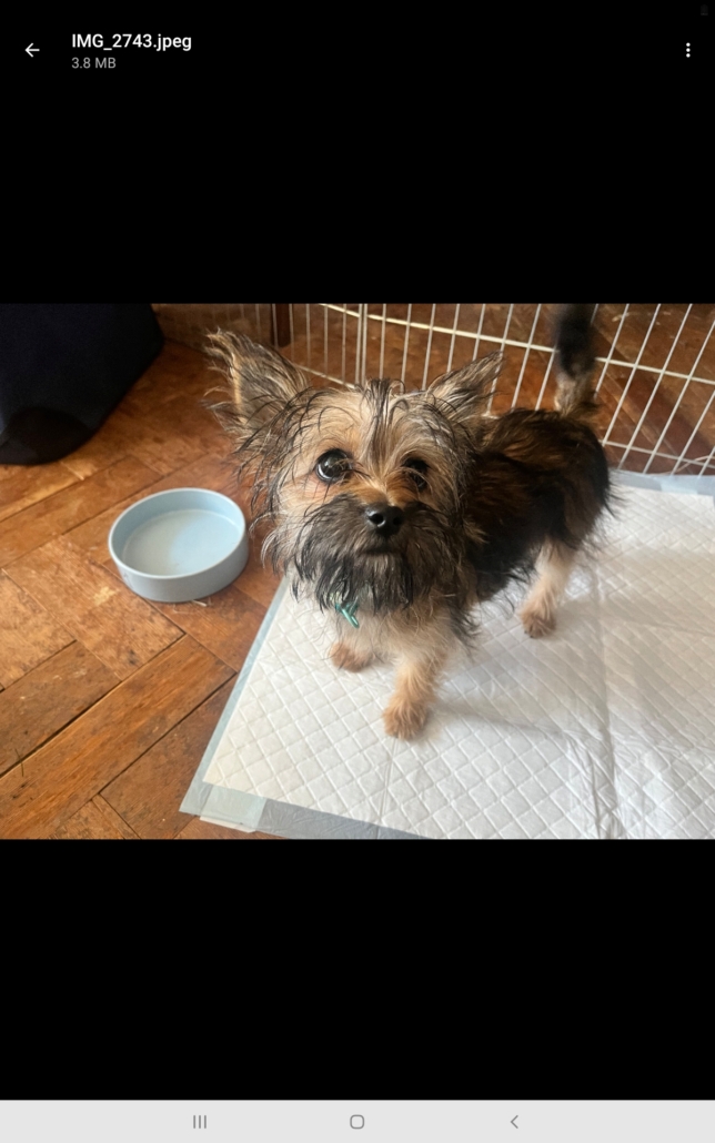 Animal Adoptions UK 🐕‍🦺🐈🐎❤️ tweet media