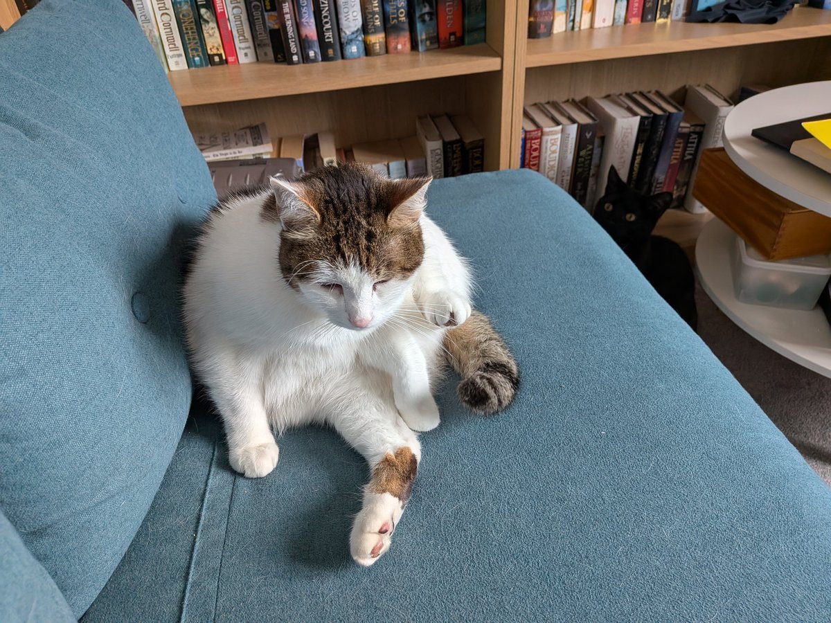 IvanandFelix's tweet image. #Tfw you are having a quiet bit of alone time but you can't shake the idea that Someone is Watching you. 👀

#BabyVoid #CatsOnX #CatsOnTwitter