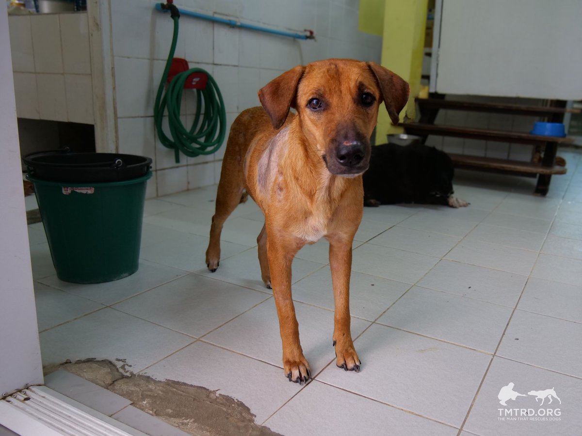 TMTRD - The Man That Rescues Dogs Foundation tweet media