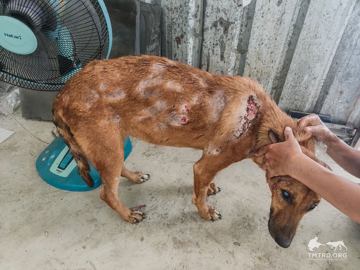 TMTRD - The Man That Rescues Dogs Foundation tweet media