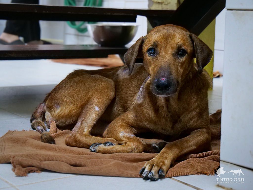 TMTRD - The Man That Rescues Dogs Foundation tweet media