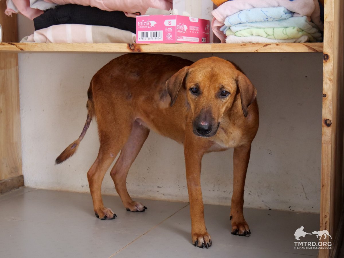 TMTRD - The Man That Rescues Dogs Foundation tweet media