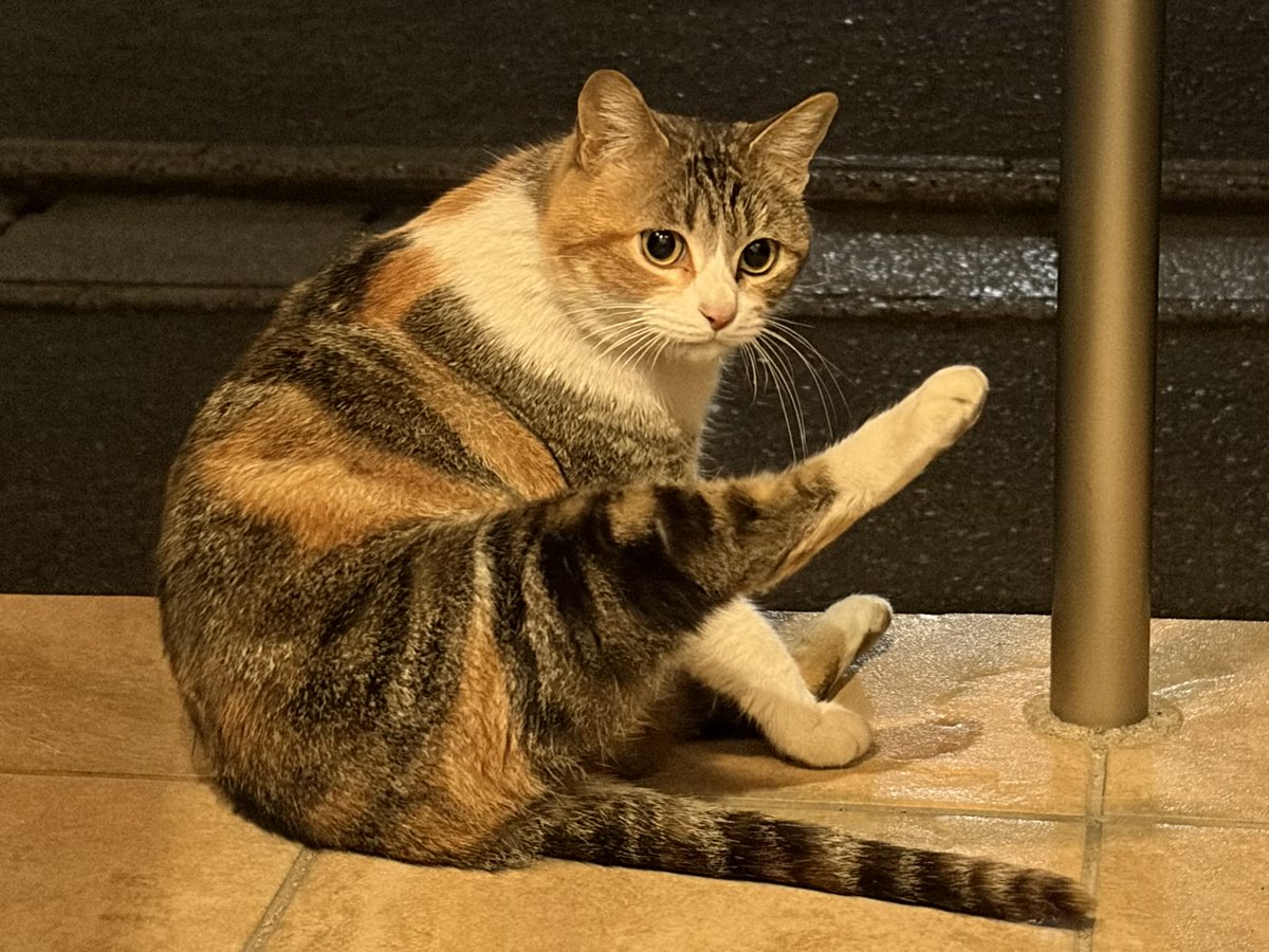 今夜の猫ちゃん。
そのポーズはなに？