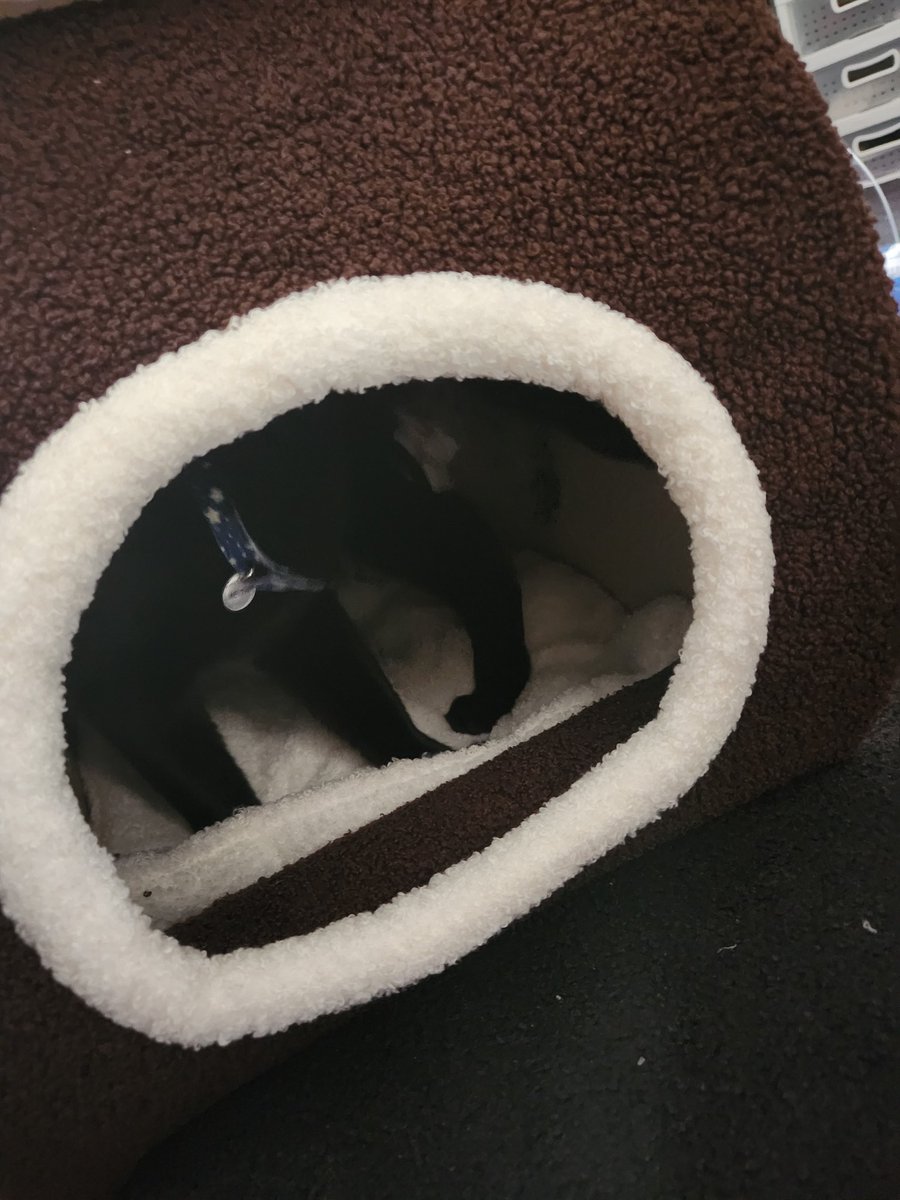 gudetome ❄️🪄 tweet media