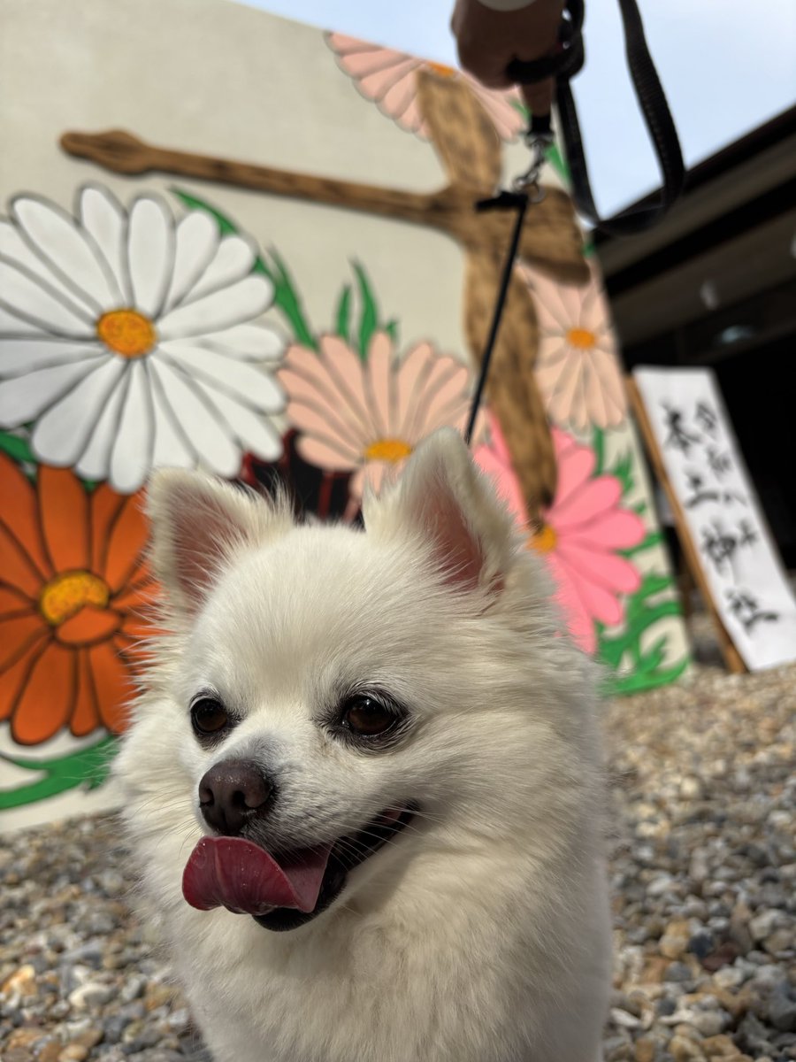 momo🐶ポメチワ tweet media