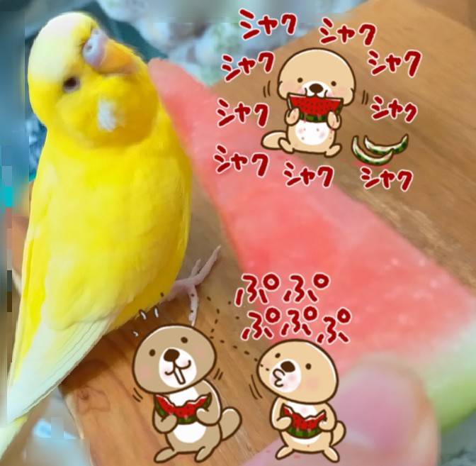 いんこゆかり。 tweet media