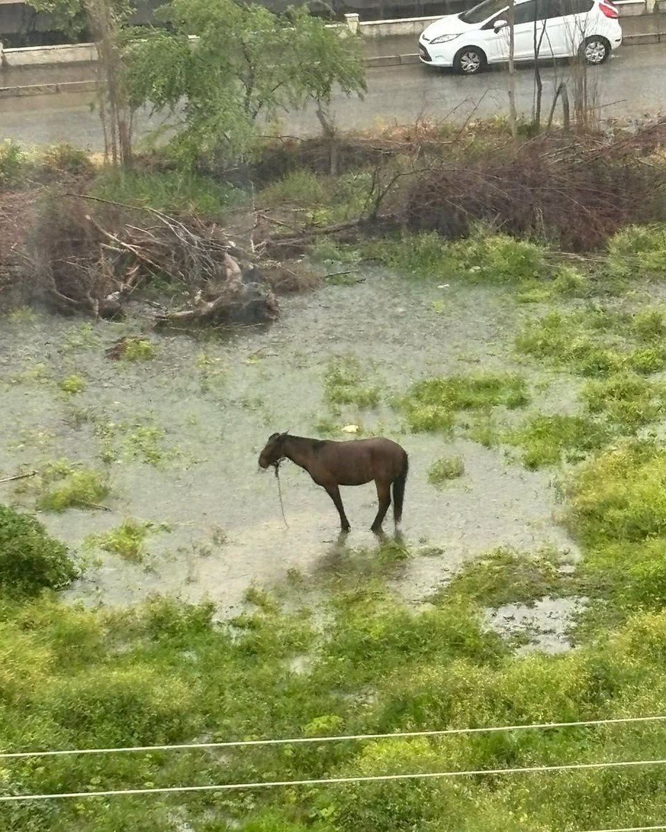 Sevinç Doğruman tweet media