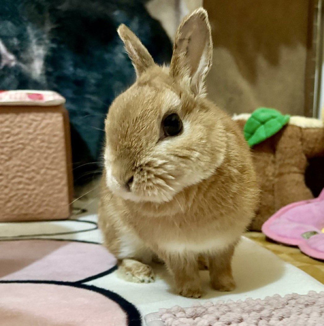 赤色うさぎ tweet media