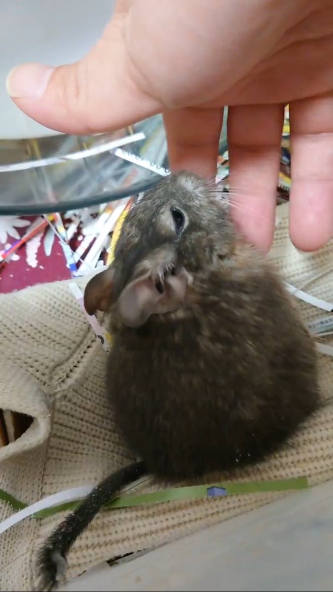 3_rtkb's tweet photo. #世界一可愛いデグーがウチにいてびっくりした https://t.co/1q8cgnVHfZ