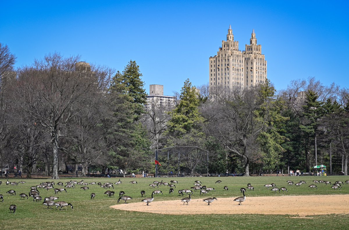 Steinsworth's tweet photo. The Eldorado (1931) stands as one of the Upper West Side’s most distinctive Art Deco buildings, defined by its twin towers rising above Central Park West. It has housed notable residents, including Faye Dunaway, Michael J. Fox, and Alec Baldwin. 🏙️ #TheEldorado #CentralPark #NYC https://t.co/LRBKIdoPP7