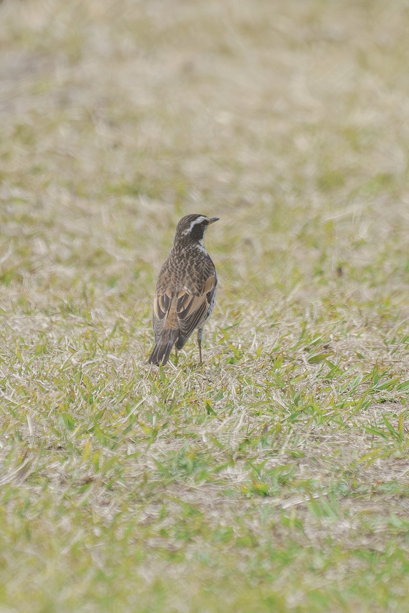 Japan_NatureW's tweet photo. ポカポカ陽気の農耕地
#ツグミ #duskythrush
#野鳥観察 #birdwatching
#hyogoprefecture https://t.co/aYCUewgul6