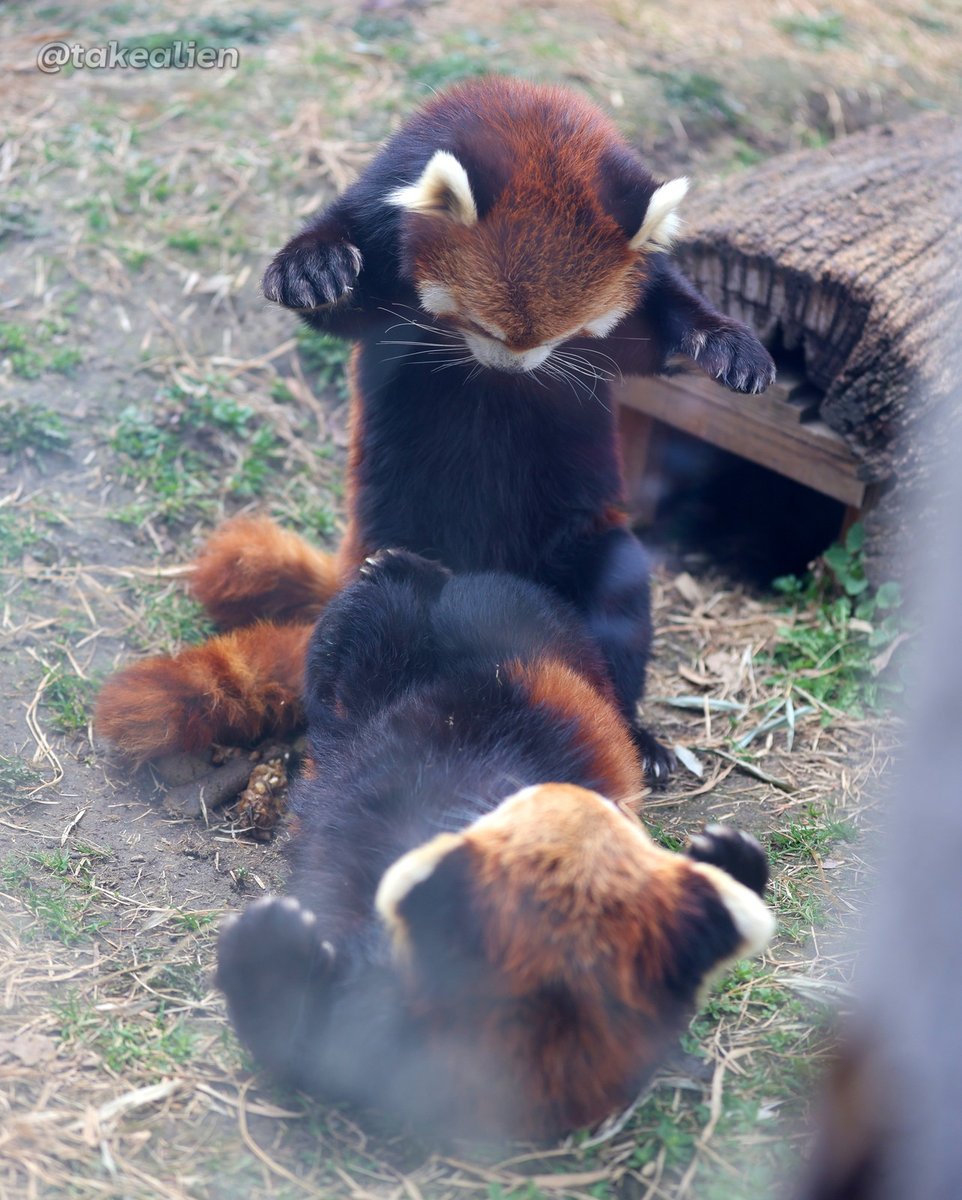 takealien's tweet image. #猪木アリ状態 ⏫️#麦 ⏬️#ミルク 
#レッサーパンダ #redpanda 
📷️2026.03.29