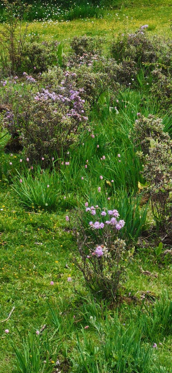 Rick Dennison tweet media