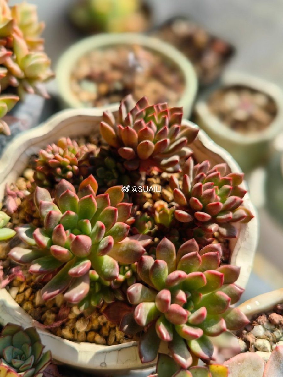 flash.patoche tweet media