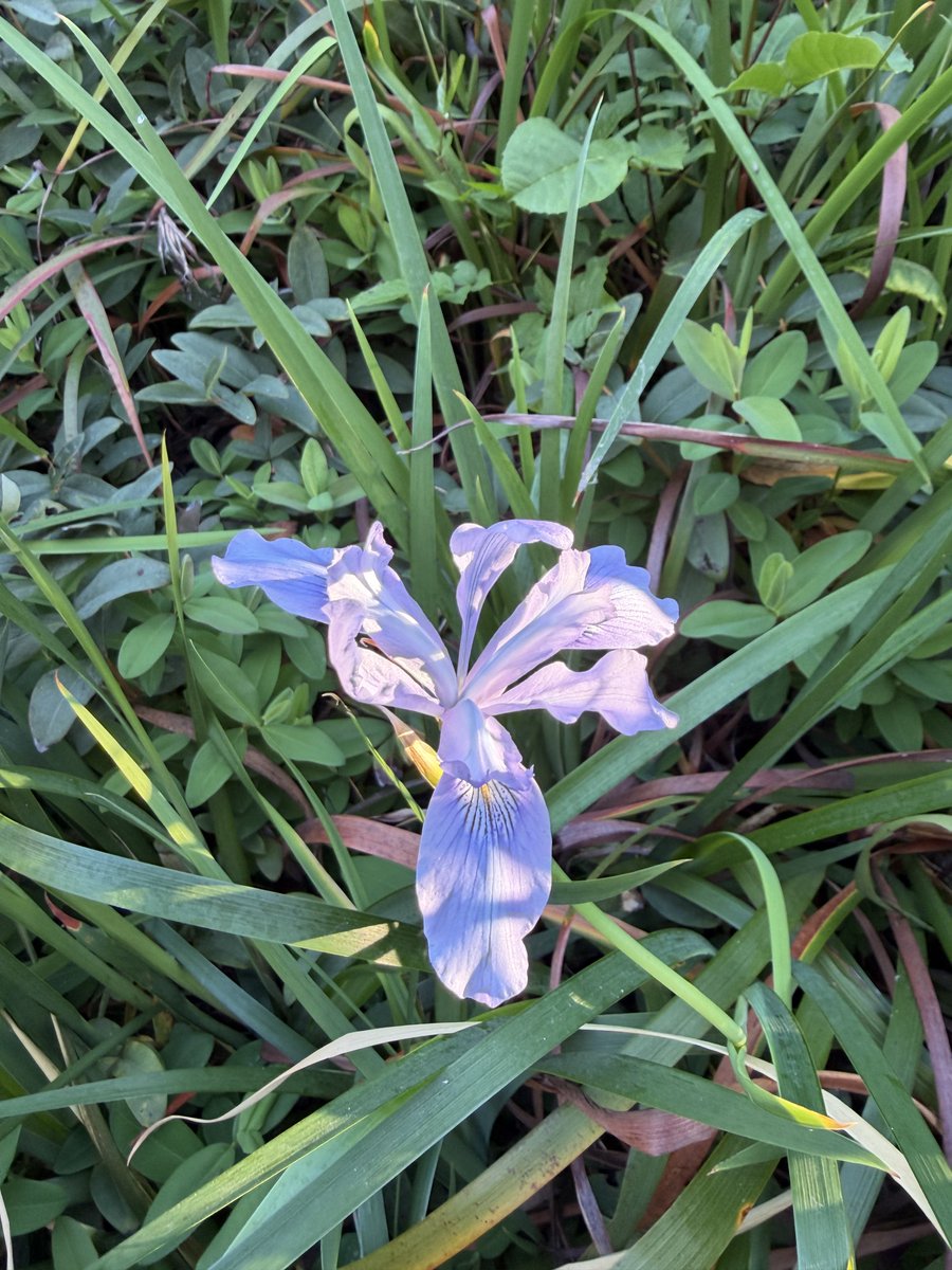 MarceStarlet{⭐️} tweet media