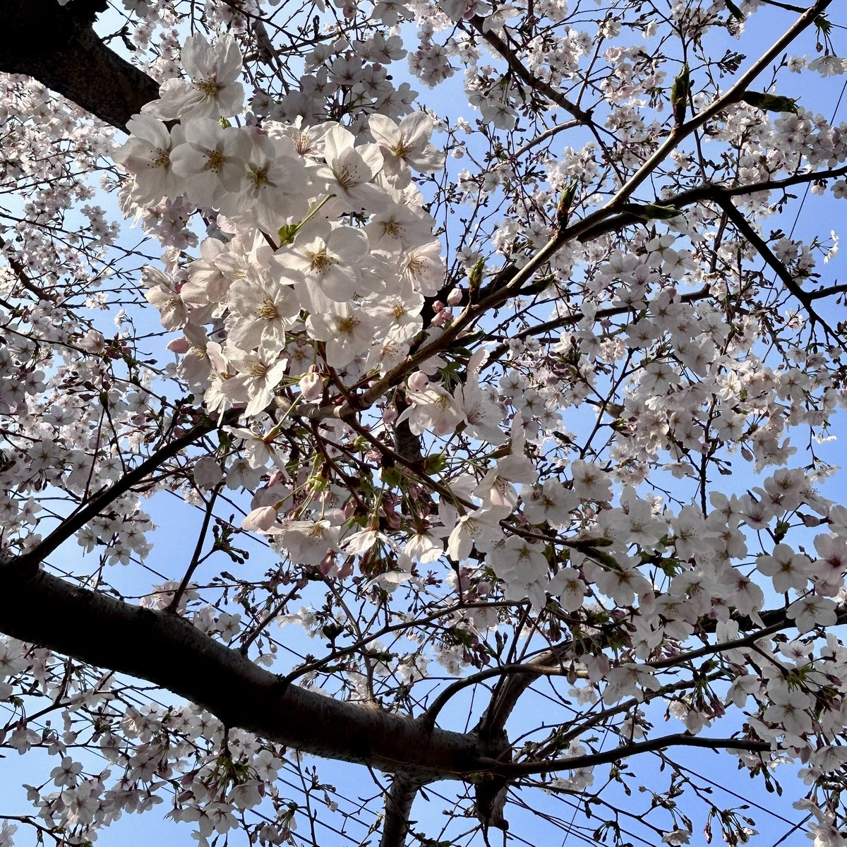 おってい tweet media