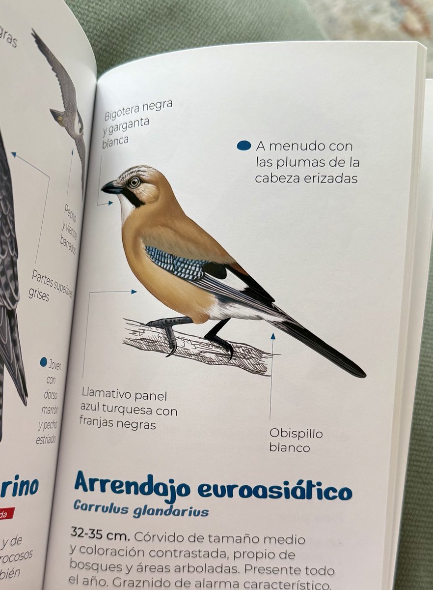 Lifander tweet media