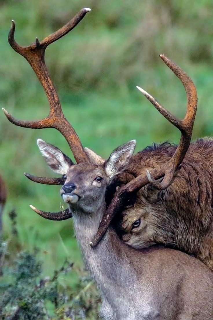 purpil 🥟 tweet media