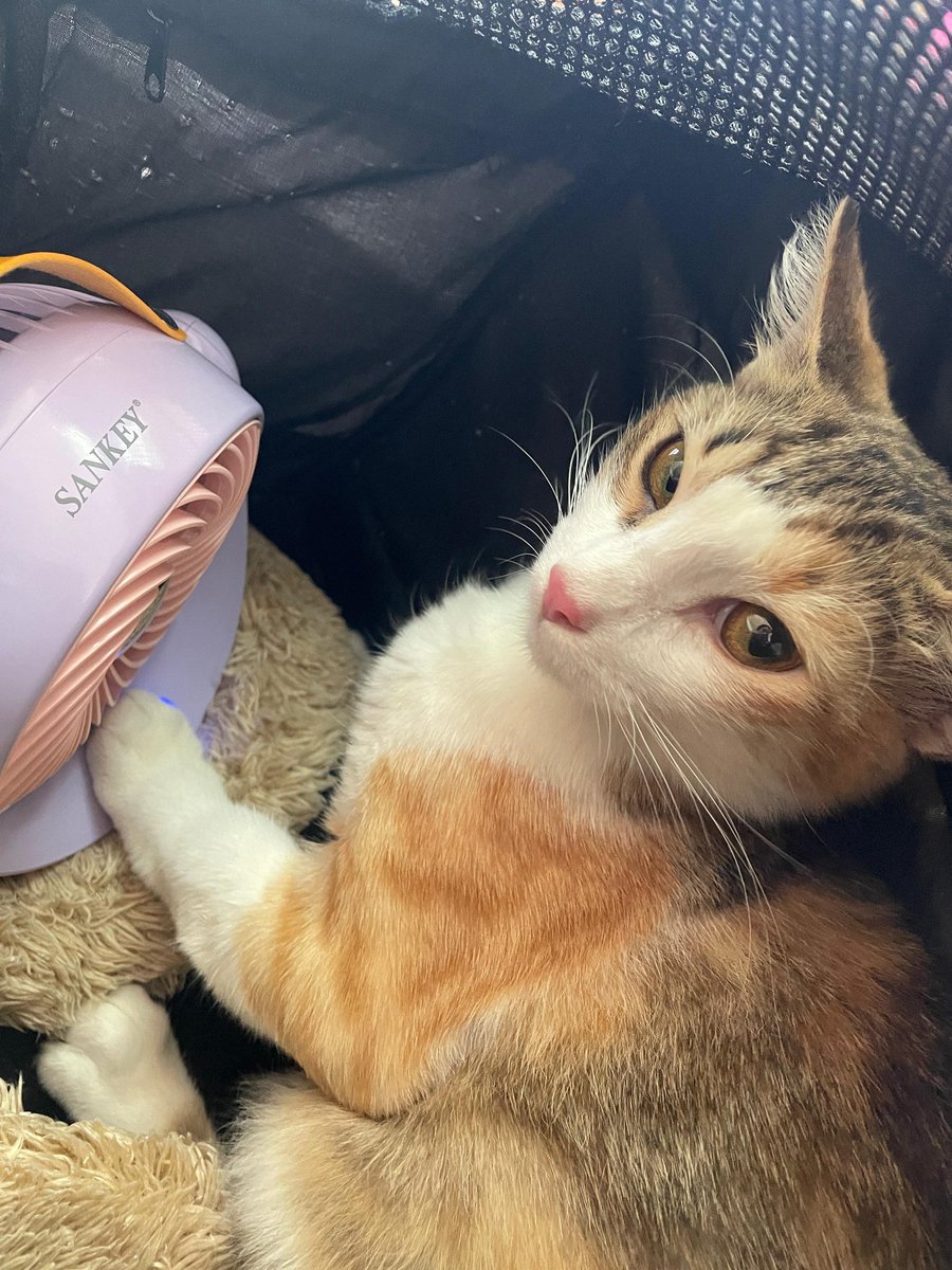 Spay Panama tweet media