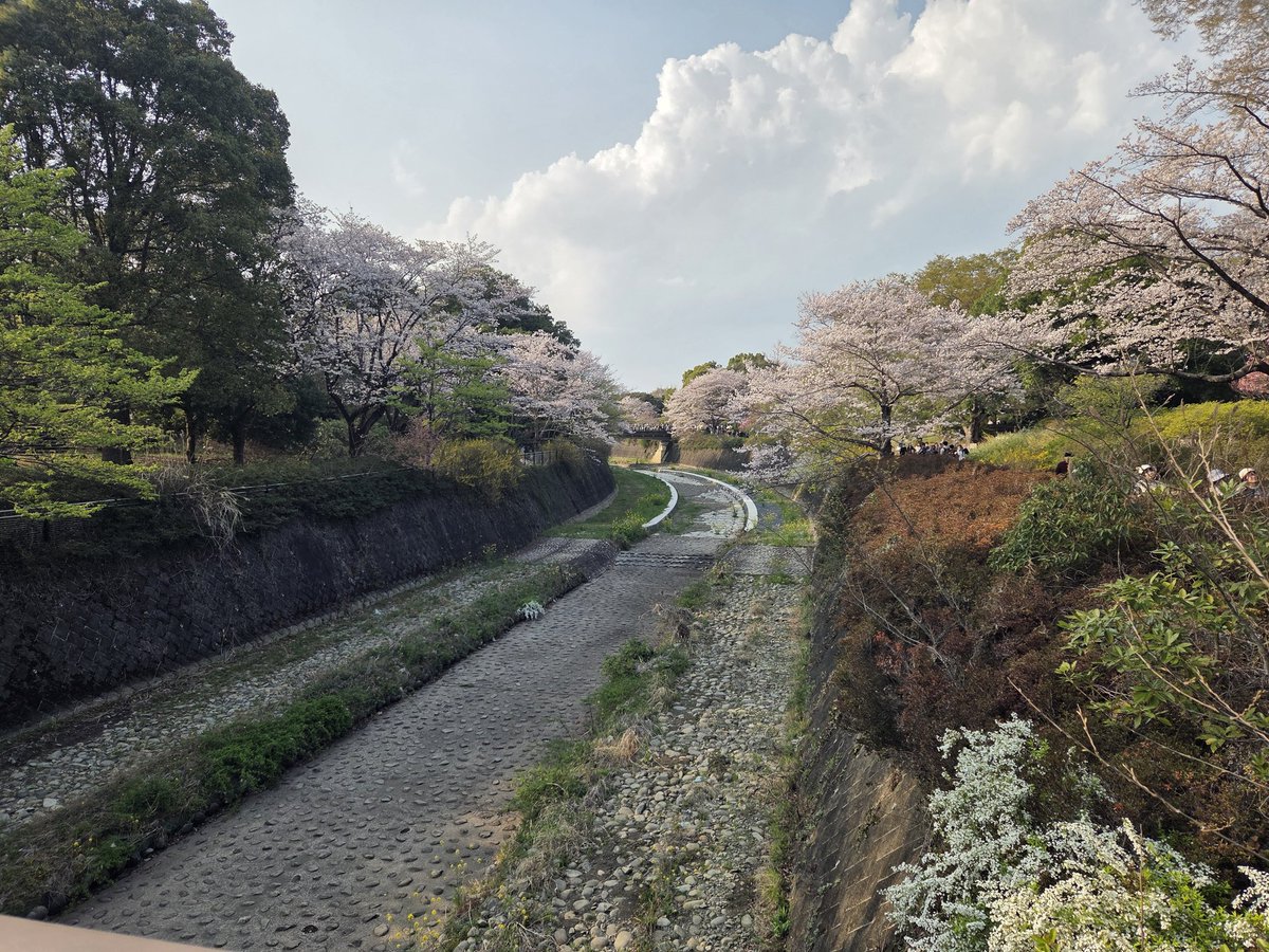 piyomipo's tweet photo. お花見🌸

28日(土)は母に桜を見せたくて
車窓お花見😊

立川・昭島・国立・府中・調布・狛江
・福生・武蔵村山(順不同)
それぞれの市を巡り、
車窓から桜並木を見まくり🤣

そして、29日(日)は昭和記念公園🌲
種類の違うたくさん桜と菜の花が
目を楽しませてくれる🤩

この季節ならではの醍醐味❣️ https://t.co/vZuh7w002w