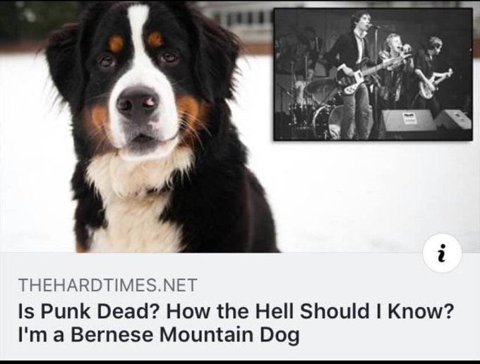 D🏔️RT 🦮 tweet media