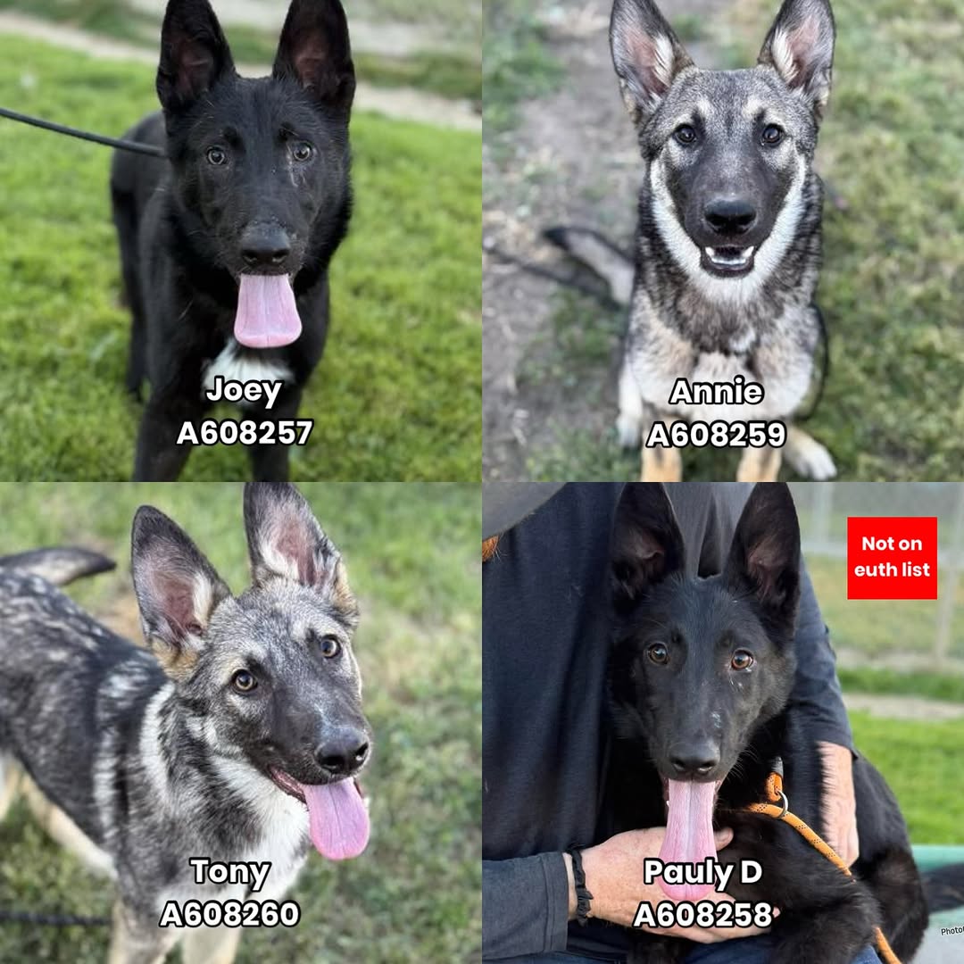 Foster a shelterpet at ZERO COST🐾 tweet media