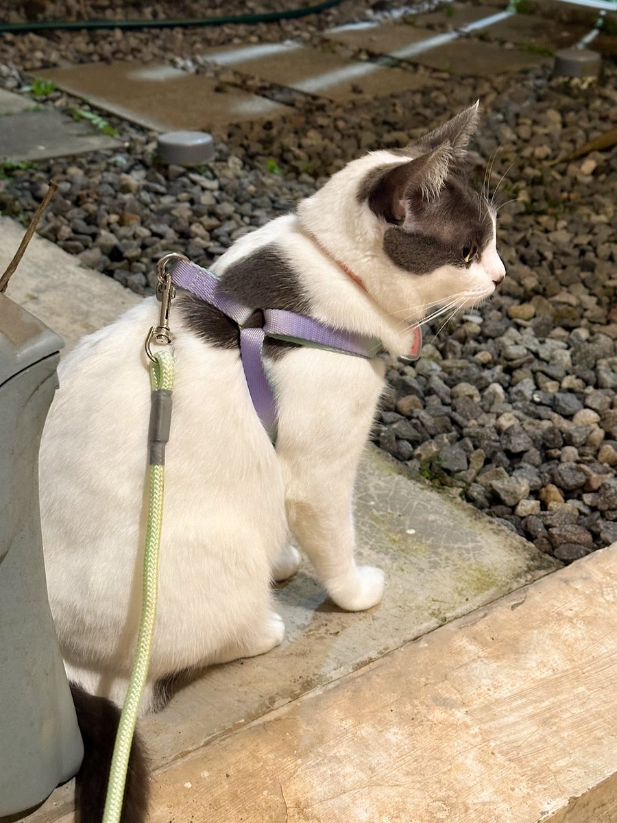 Mikuchan🐰 tweet media