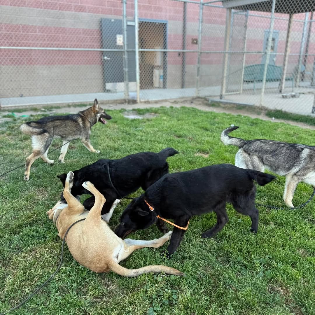8415_n's tweet photo. #Adopt your #bff anywhere 🇺🇲🇨🇦‼
Or an you #foster at NO cost to you for a #Rescue? 

#modesto #modestoCA #Stanislaus #StanislausCounty #StanCounty #dogrescue #dog #dogs #adoptable #shelterdog #fosterdog #adoptdog #adoptdontshop #fosterme #adoptme https://t.co/p9QbzJQ8xF