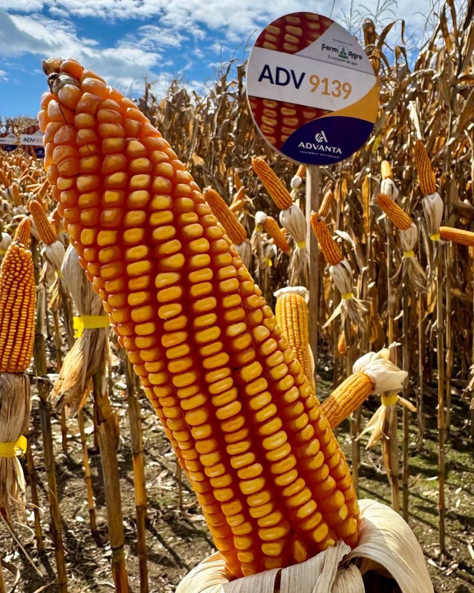 Actores Productivos tweet media