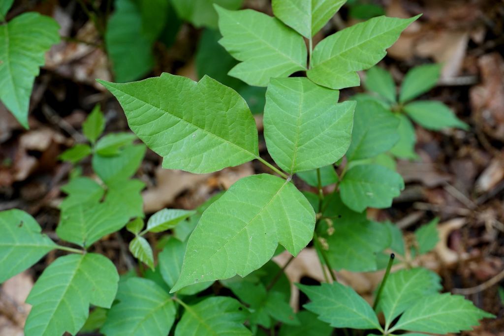 Not every plant you see on a hike is as harmless as they look!

Not sure what poison ivy looks like? Remember this helpful saying: leaves of three, let it be.

Make sure to stay on designated trails and keep an eye out so you can enjoy your time outdoors itch-free!