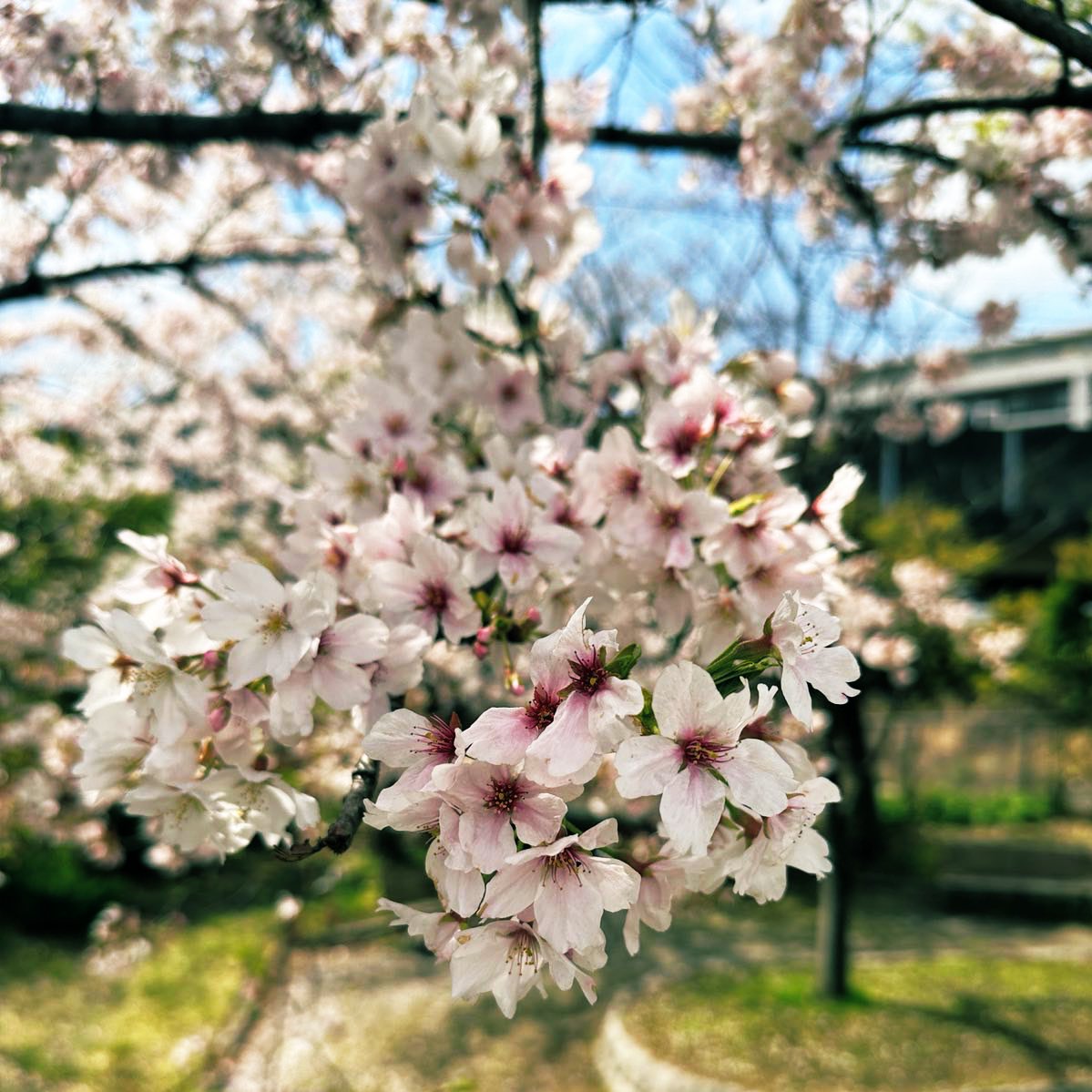 海の星カウンセリングルーム tweet media