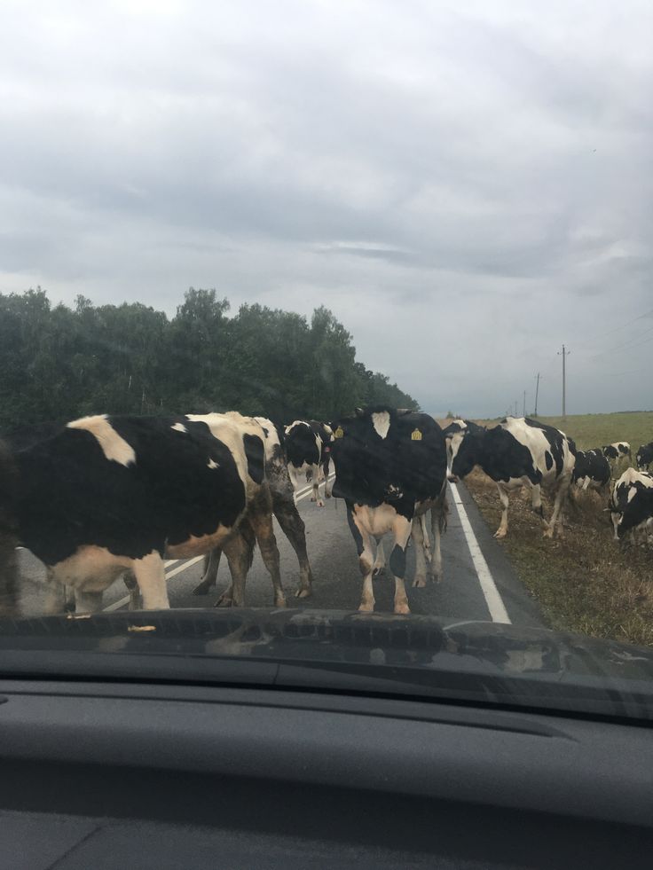 𝖱iza 𝐇. tweet media