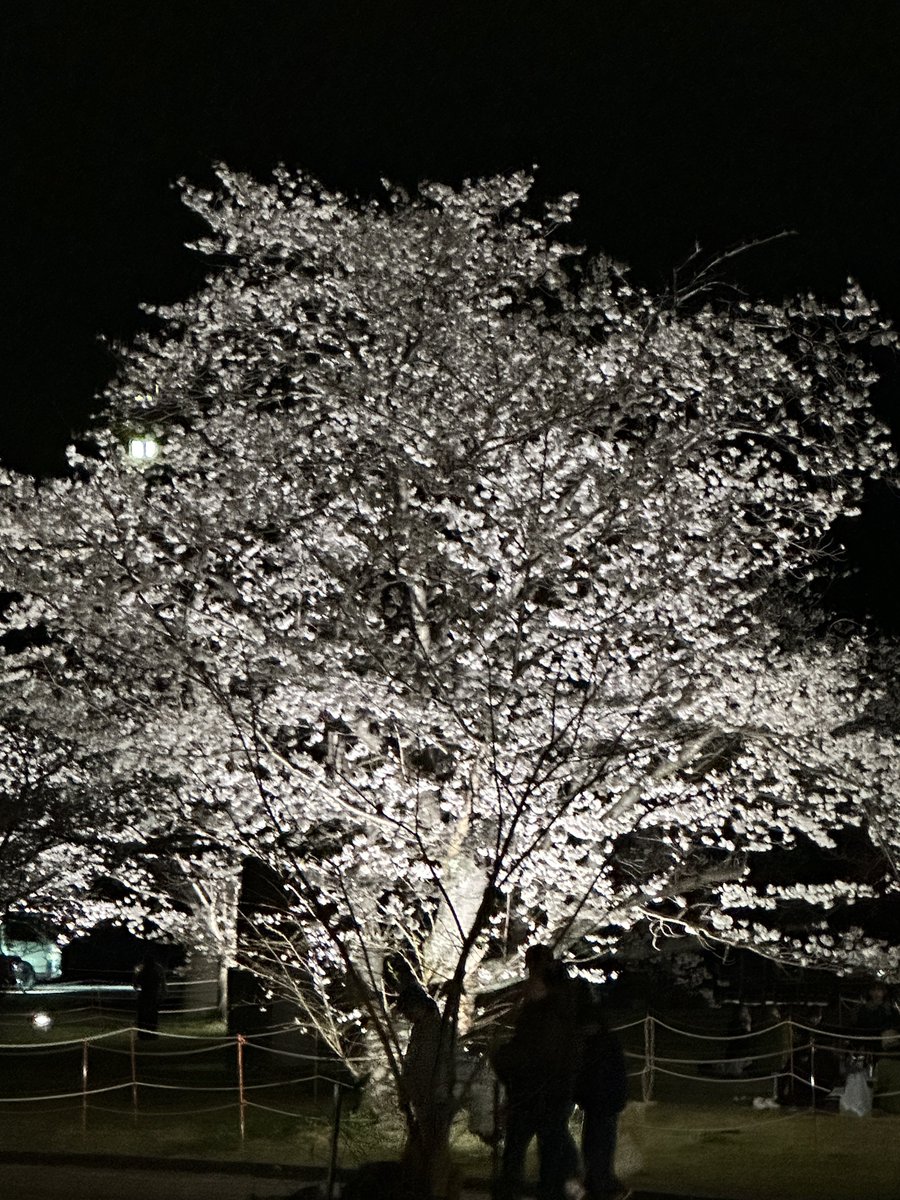 zurimaster's tweet photo. kintaikyou  iwakuni  yamaguchi  Japan   

#sakura https://t.co/B5qCjrI0pL