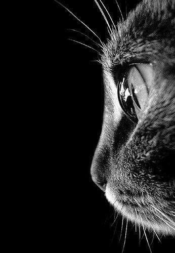 ○𝗙𝗙𝗜𝗖𝗜𝝙𝗟𝗧○𝗠𝗠𝗦𝗞𝝙𝗥𝗦𝗚𝝙𝗥𝗗 ☪ tweet media