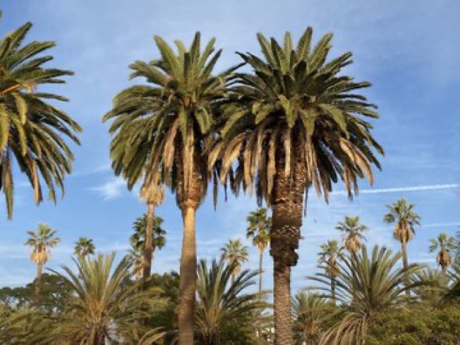MarleneDermer's tweet image. Did you know Franciscan monks settling in Southern California in the 18th century were the first ones to plant palm trees for ornamental purposes &amp;amp; because of their significance to Palm Sunday. 
#PalmSunday #SoCal #PalmTrees
📷md