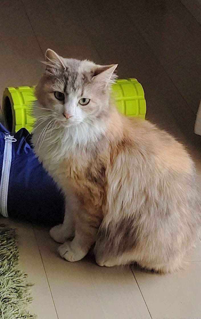 🐟🐊しもつかれ❤️💛💚nextジャスパンファイナル tweet media