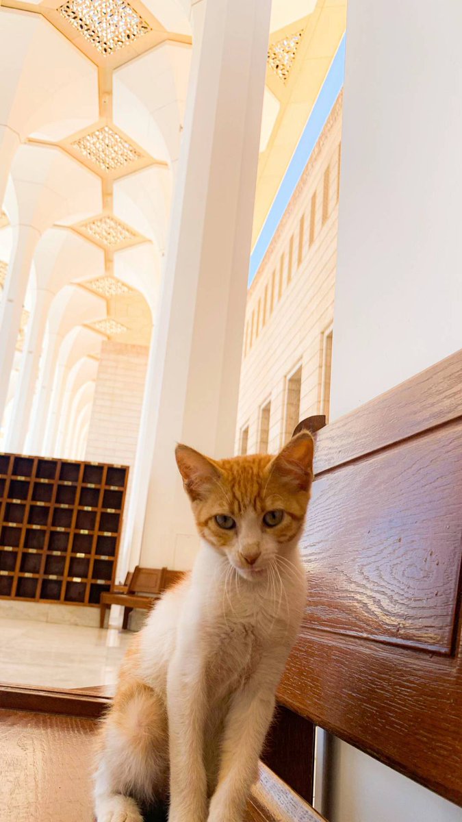 R ۞ 🇩🇿 tweet media