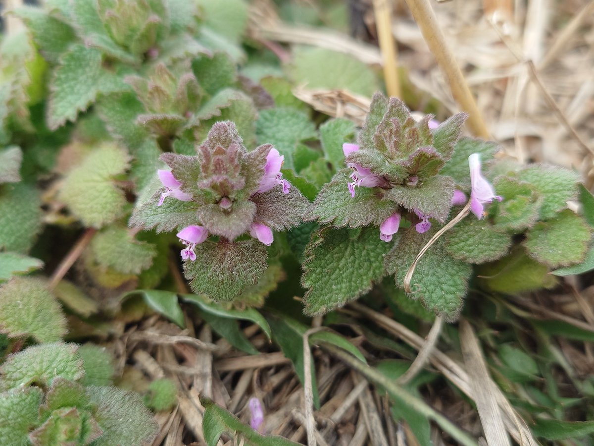 つめくさのあかり tweet media