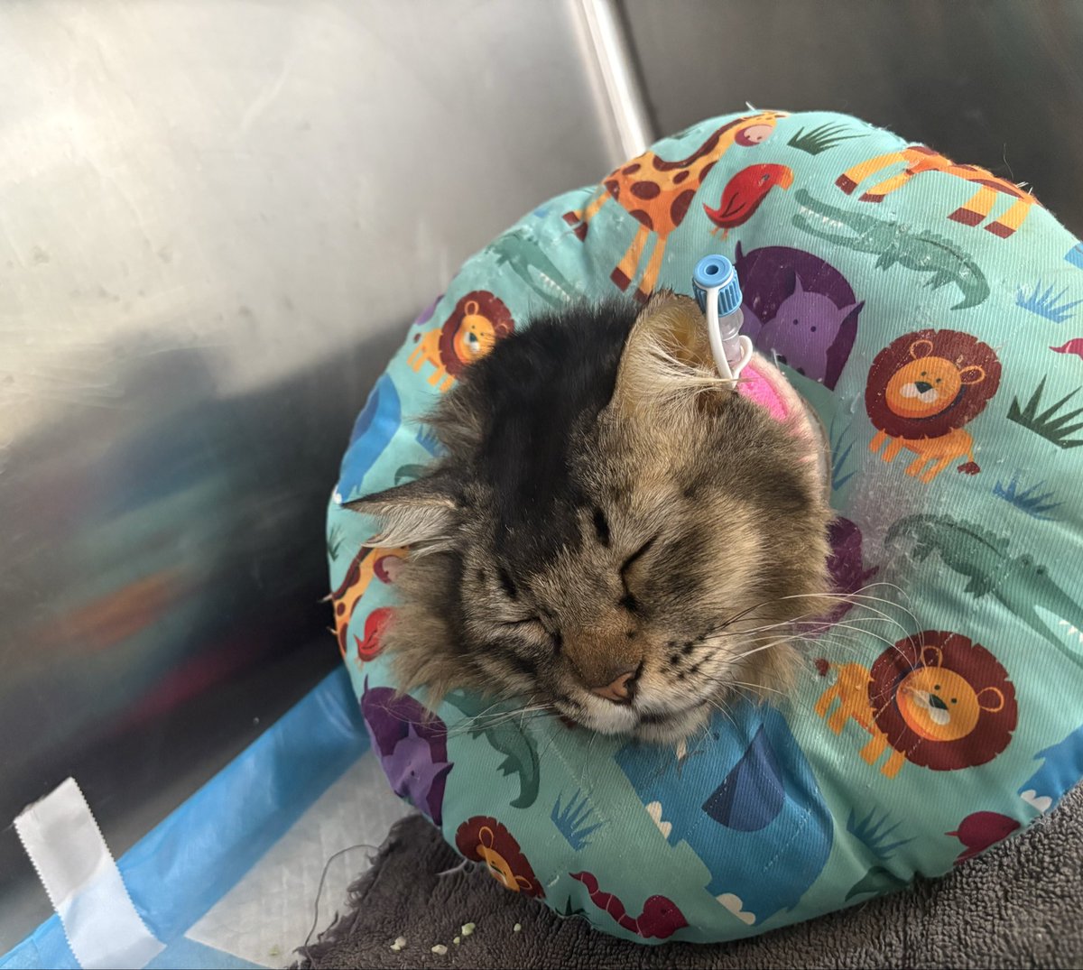 min min 🐱 tweet media