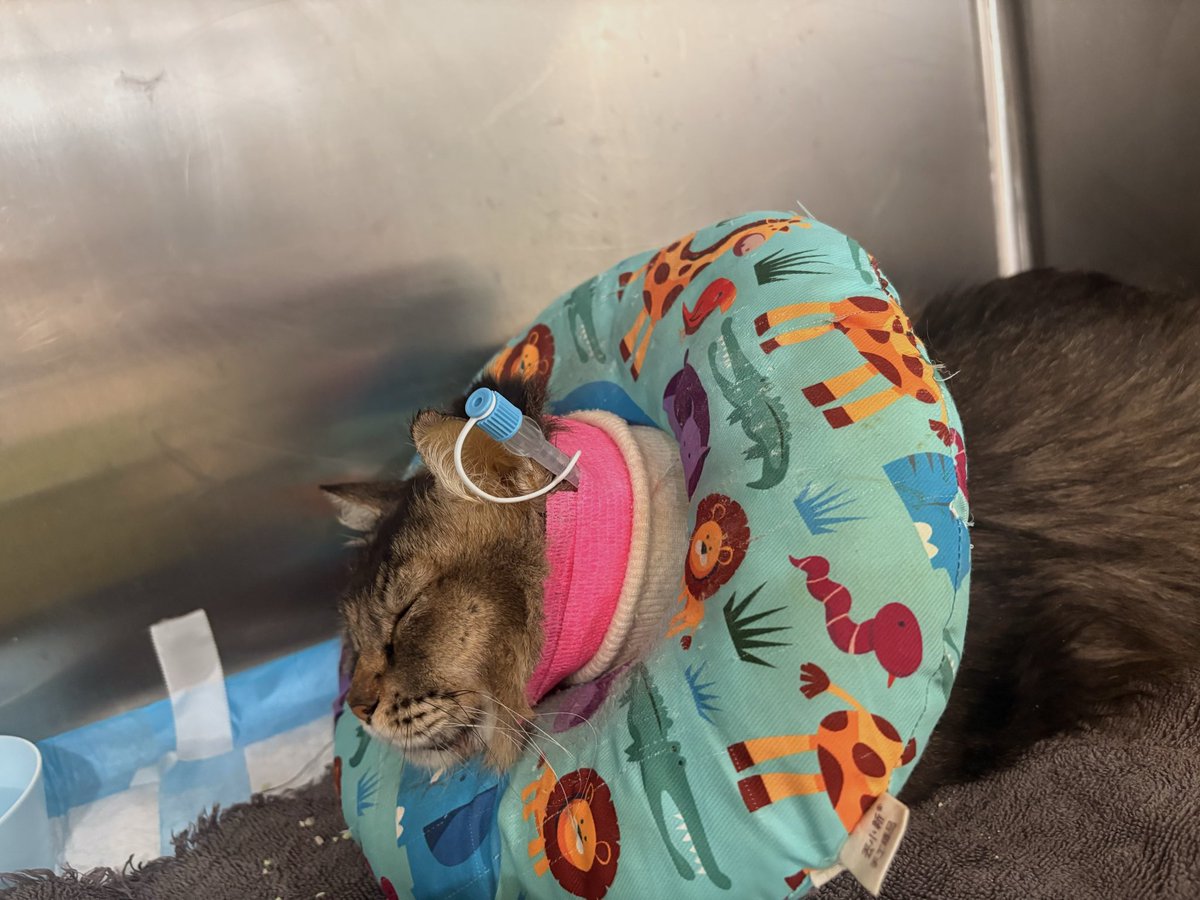 min min 🐱 tweet media