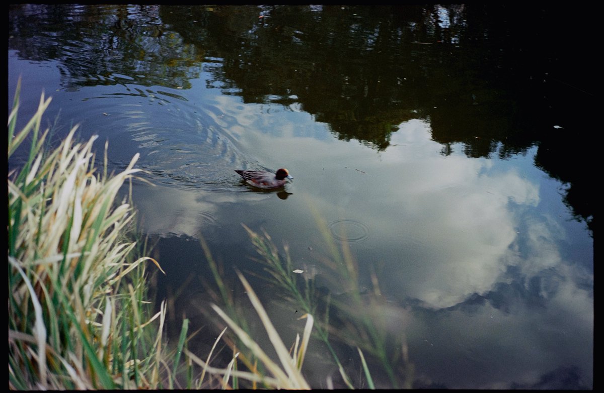 きキ【ナツソマレフィルムラボ】 tweet media