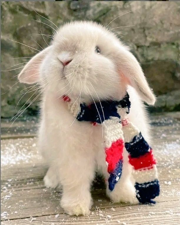 thepopularanimals tweet media