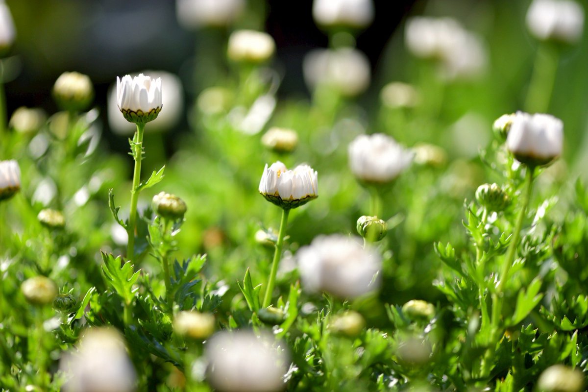 p.himapa tweet media