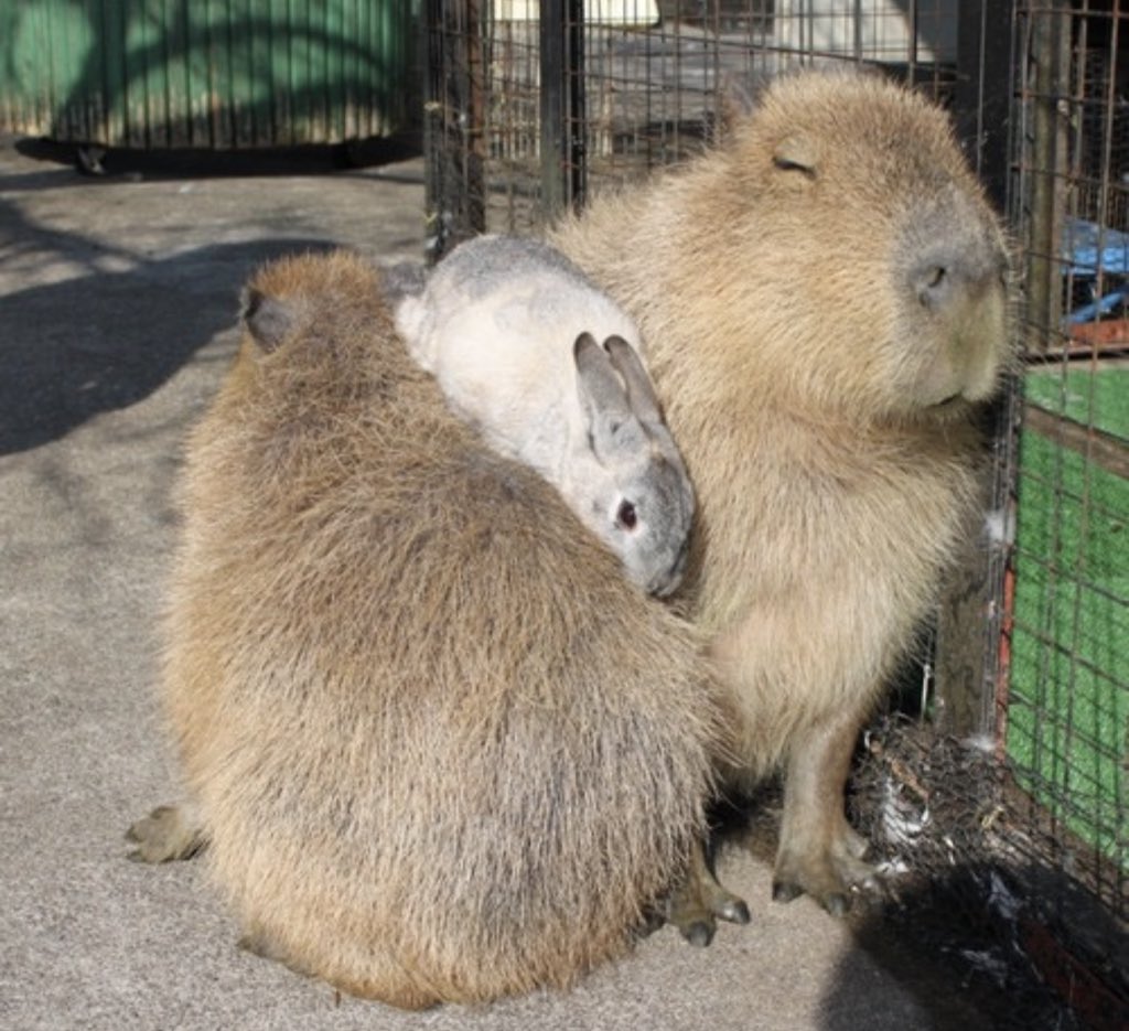 CapybarasOnX's tweet photo. 乗り心地、最高らしい。🐰☁️
カピバラさんの包容力がすごすぎる…笑 https://t.co/u1jxRWHKlH
