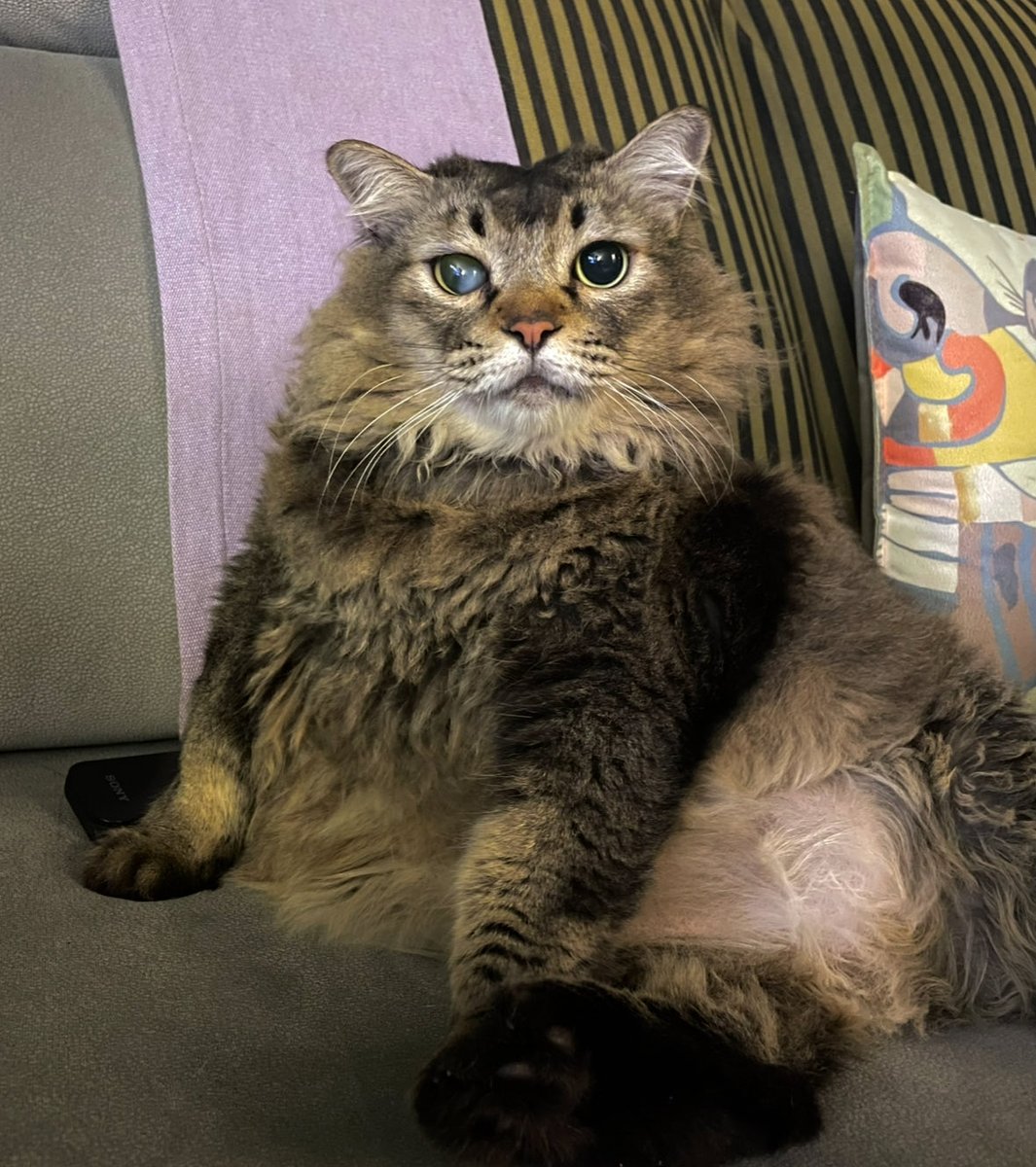 min min 🐱 tweet media